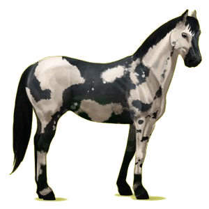 Cheval de selle Quarter Horse Noir