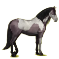 Cheval de selle Lipizzan Gris Clair