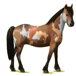 Poney Haflinger Alezan Crins Lavés