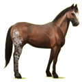 Cheval de selle Quarter Horse Bai