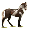 Cheval de selle Marwari Bai Cerise