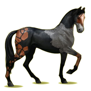 Cheval de selle Akhal-Téké Gris Souris