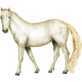 Cheval de selle Selle Français Bai