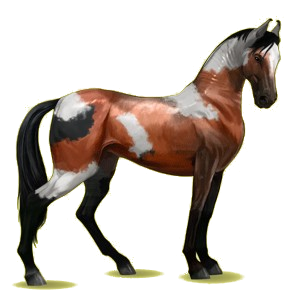 Cheval de selle Marwari Pie Tobiano Bai Cerise