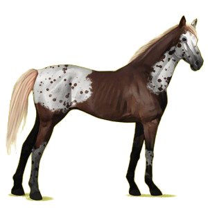 Cheval de selle Pur-Sang Anglais Bai Cerise