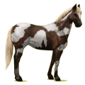 Cheval de selle Paint Horse Pie Tobiano Isabelle