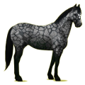 Cheval de selle Paint Horse Pie Overo Bai