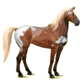 Cheval de selle Mustang Alezan Brûlé