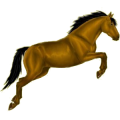 Cheval de selle Bai Brûlé