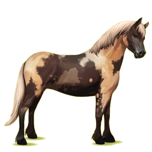 Poney Connemara Alezan