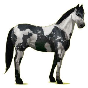 Pégase de selle Paint Horse Pie Tobiano Bai