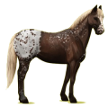 Cheval de selle Paint Horse Pie Alezan Overo