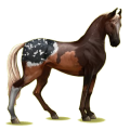 Cheval de selle Marwari Bai Brûlé