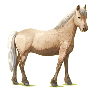 Poney Haflinger Palomino