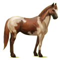 Cheval de selle Paint Horse Pie Tovero Bai