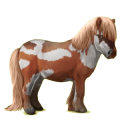 Poney Shetland Alezan