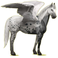 Pégase de selle Quarter Horse Cremello