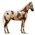 Cheval de selle Hunter Irlandais Gris Clair