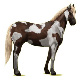 Cheval de selle Appaloosa Spotted Bai
