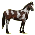 Cheval de selle Palomino Palomino