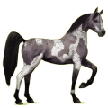 Cheval de selle Arabe de Troie Gris Souris