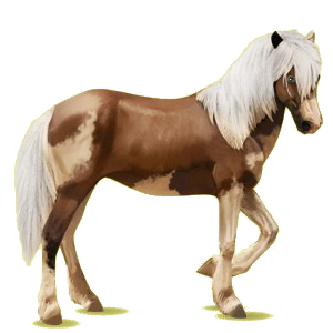 Cheval de selle Camargue Gris Clair