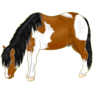 Poney Welsh Gris Clair