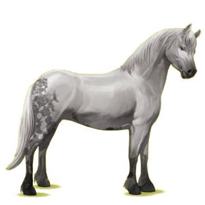 Poney Connemara Gris Clair