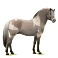Poney Fjord Brunblakk