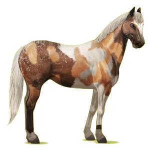 Cheval de selle Quarter Horse Alezan Crins Lavés