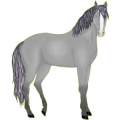 Cheval de selle Marwari Pie Tobiano Cremello