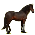 Cheval de selle Lipizzan Bai Cerise