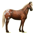 Cheval de selle Paint Horse Pie Tobiano Bai