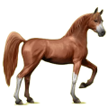 Cheval de selle Arabe Alezan