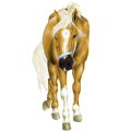 Cheval de selle Hanovrien Gris Clair