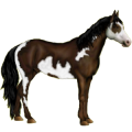 Cheval de selle Paint Horse Pie Tobiano Alezan