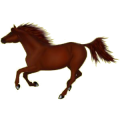 Cheval de selle Pur-Sang Anglais Noir