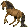 Cheval de selle Quarter Horse Bai