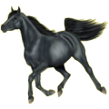 Cheval de selle Quarter Horse Gris Pommelé