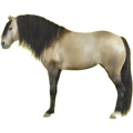 Cheval de selle Quarter Horse Rouan