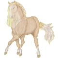 Cheval de selle Arabe Gris Pommelé