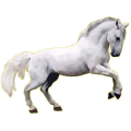 Cheval de selle Quarter Horse Gris Pommelé