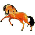 Cheval de selle Anglo-Arabe Alezan