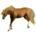 Cheval de selle Quarter Horse Palomino
