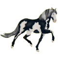 Cheval de selle Paint Horse Pie Noir Tobiano