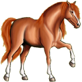 Cheval de selle Finlandais Alezan Crins Lavés