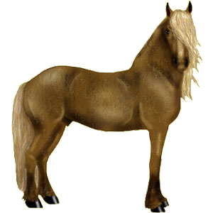 Cheval de selle Arabe Alezan