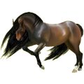 Cheval de selle Trotteur Orlov Bai Brûlé