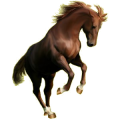 Cheval de selle Paint Horse Pie Tobiano Alezan