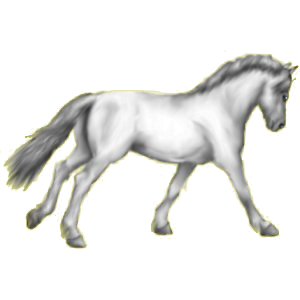 Poney Dartmoor Gris Pommelé